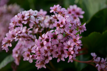 bergénie à feuilles charnues