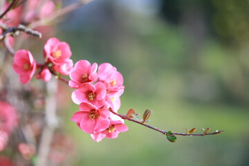 Cognassier à fleurs