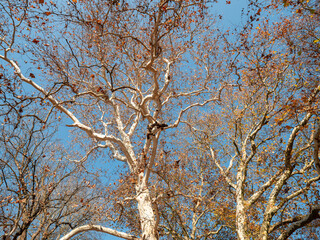 Sycamores are large deciduous trees. One of the most famous species of sycamores is the maple-leaved sycamore (Platanus×acerifolia), which is often planted as an ornamental tree in city parks.