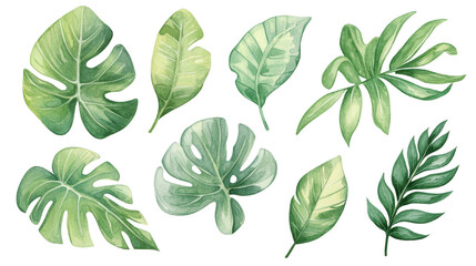 Watercolor Tropical Leaf Set  Jungle Foliage  Green Plant Illustration