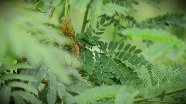 A yellow and orange iguana or lizard is walking on a tree trunk, preying and waiting for its prey. Lizards are a group of scaly, four-legged reptiles 