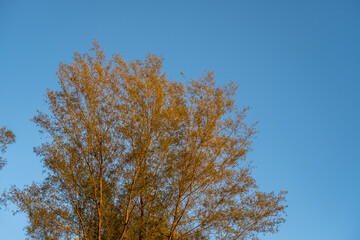 Spruce tree tops stand tall on the beach, framed by a vibrant blue sky, creating a serene and natural coastal scene perfect for nature and outdoor-themed backgrounds.