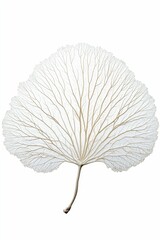 A delicate, dried leaf skeleton.