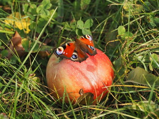 Schmetterling im Herbst