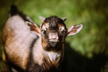 Funny goat bleating to the camera, open mouth