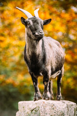 Goat standing on a rock, autumn season background