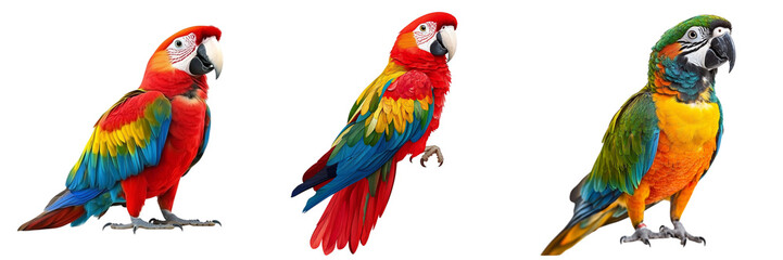 Fototapeta premium Set of Parrot or Parakeet editable isolated on a transparent background