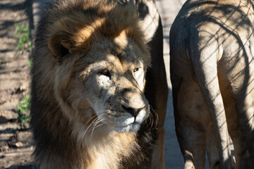 Lion, Enclosure, Zoo - A male lion looks out from his enclosure at a zoo.