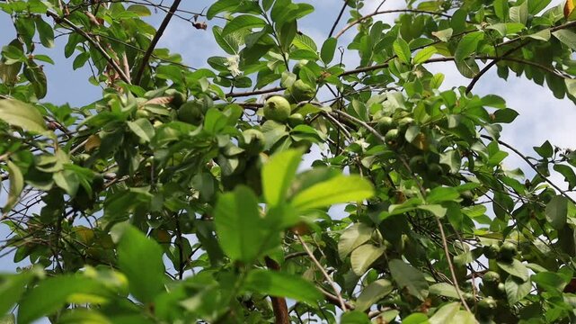 Psidium guajava, a fruiting guava plant