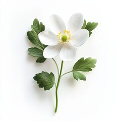 Delicate White Flower with Green Leaves on White Background