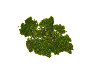 Green moss isolated on transparen png.