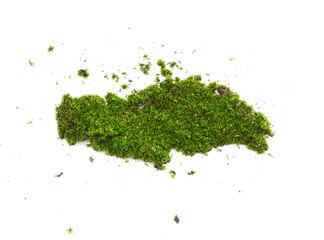Green moss isolated on transparen png.