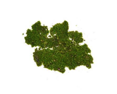 Green moss isolated on transparen png.