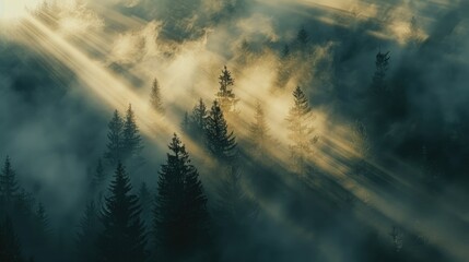 Sunlight streaming through dense fog in a forest