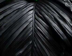 Fototapeta premium textures of abstract black leaves for tropical leaf background