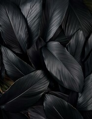 textures of abstract black leaves for tropical leaf background