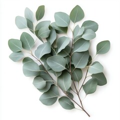 Fresh Eucalyptus Leaves on White Background