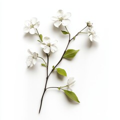 Obraz premium Elegant White Blossoms on Simple Background