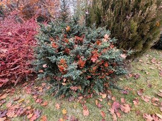 Close-up of a fruiting shrub called Pyracantha coccinea. Firethorn berries, rosaceae evergreen shrub. Dog apple, China, the scarlet, European species or red firethorn. Small, bright red berries.