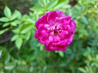 Pink rose flower blooming in garden