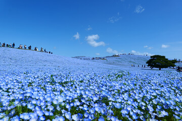 見晴らしの丘のネモフィラ畑。ひたちなか、茨城、日本。4月下旬。