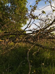 Golden sunlight casts shadows over twisted tree branches and tall grasses in an English countryside at dusk.