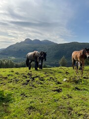 horses in norwegian mountains