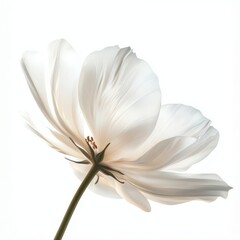 Obraz premium Elegant White Flower Petal on Soft Background