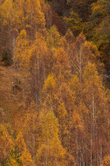 Fototapeta premium Mountain cliff with trees