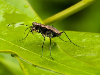 tiger beetle or Cylindera on green leaf