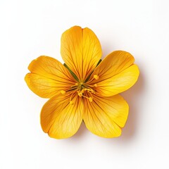Obraz premium Bright Yellow Flower on White Background