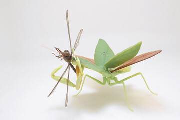 Dragonfly Perched on Praying Mantis Against White Background