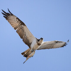 Obraz premium Osprey