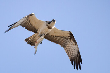 Osprey