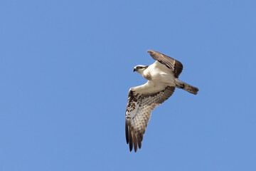 Osprey