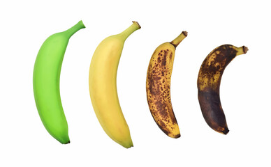 Four ripening stages of banana, green, ripe, overripe and rotten, isolated on the white background....