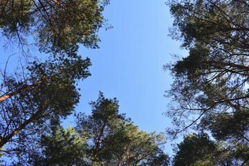Sky in the Forest