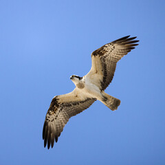Osprey
