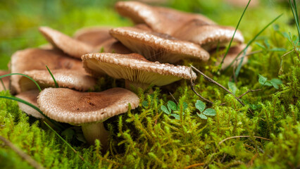 A group of poisonous mushrooms with dew drops grows in lush green moss. Side view close-up in 16x9 format
