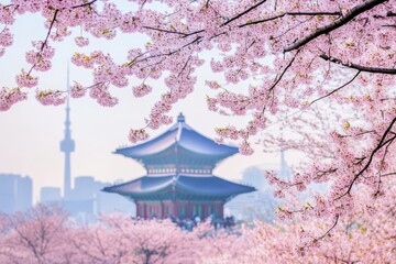 Obraz premium cherry blossom spring seoul south korea