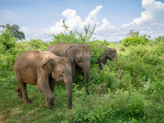 Obraz premium Elephant family