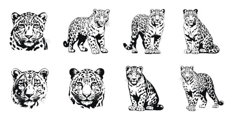Obraz premium Leopard in various poses and close-up faces illustration set. Stylized animal design with intricate fur details in a classic sketch art style.