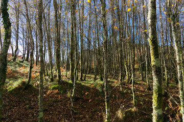 Obraz premium Serene Forest with Sunlit Trees