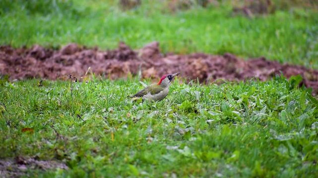 Green woodpecker on the ground in the rain, picus viridis