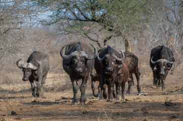 Group of African buffalo bulls leading a herd through the dry winter bush