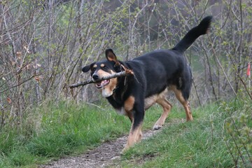 Mahiky chien berger beauceron