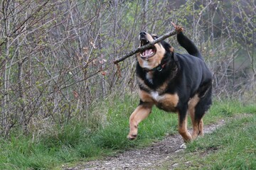 Mahiky chien berger beauceron