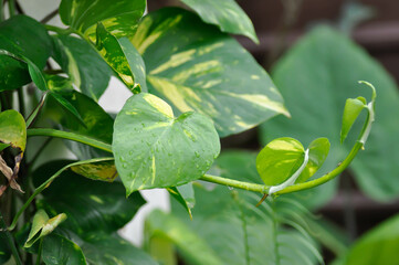 Obraz premium Devils Ivy, Golden Pothos or Hunters Robe or Epipremnum aureum or Araceae and rain droplet