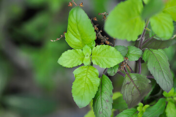 basil or holy basil, sweet basil or Ocimum tenuiflorum or Sacred basil or Lamiaceae plant