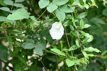 White Clitoria ternatea flower. Its other names  Asian pigeonwings, bluebellvine, blue pea, butterfly pea, cordofan pea and Darwin pea. This  is a plant species belonging to the family Fabaceae.